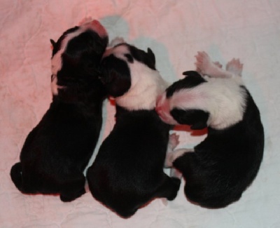 in vogue island - les premiers bébés canadiens de Byron sont nés!