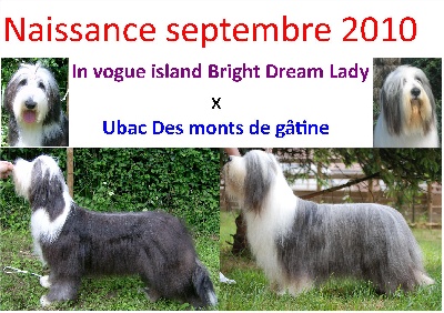 in vogue island - portée à naitre autour du 20 septembre
