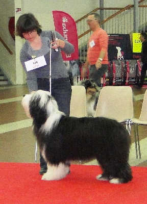 in vogue island - résultats CACIB Angers 2011