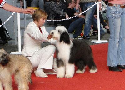 in vogue island - CACIB Poitiers