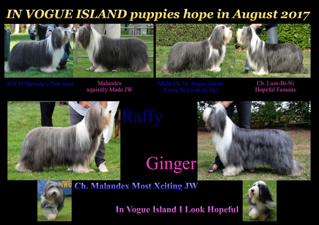 in vogue island - Xciting News!