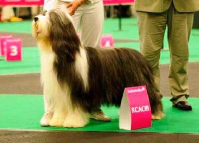 in vogue island - Eurodogshow 2011