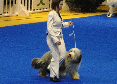 in vogue island - résultats CACIB Nantes 2010 (spéciale de race)