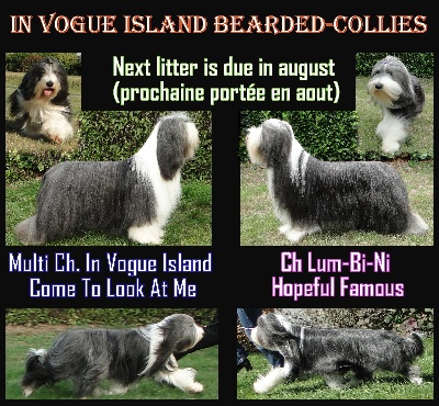 in vogue island - Prochaine portée :-)