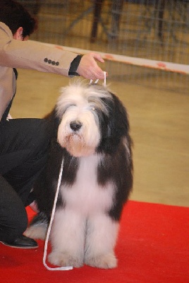 in vogue island - résultat CACIB Paris Dog Show 2011 (spéciale de race)