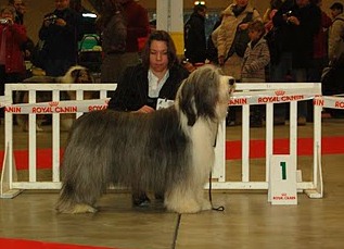 in vogue island - spéciale de race Paris dog show