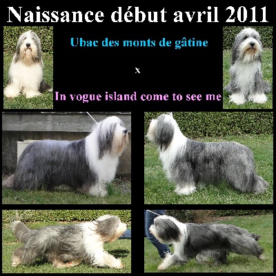 in vogue island - bientôt des bébés!