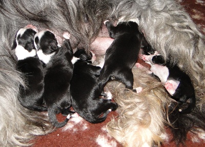 in vogue island - les bébés sont nés!!!!