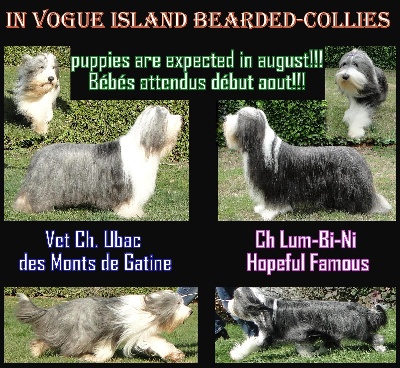 in vogue island - bientôt des bébés, parents champions!!!!